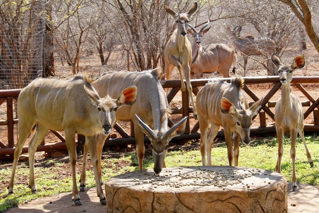 Genet House Holiday Home Marloth Park Ngoại thất bức ảnh
